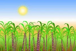 Odia New Year